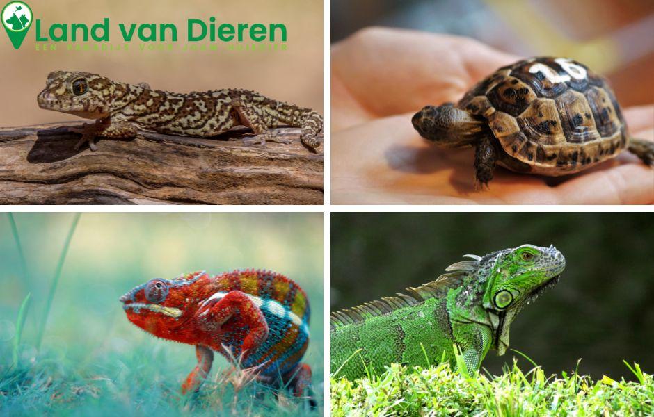 Welk reptiel is nu eigenlijk het beste geschikt voor jou?