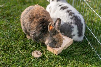 Trixie snack box voor ratten en konijnen hout